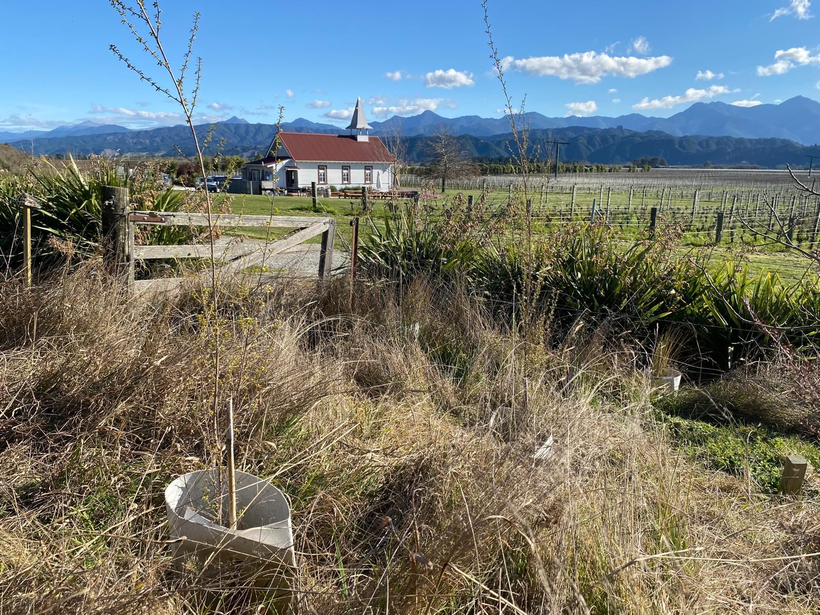 Restoration planting site in front of Clos Henri church
